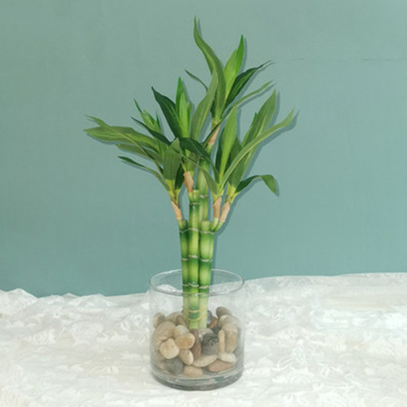 Succulent Set - Nouvelle plante artificielle Bambou porte-bonheur de