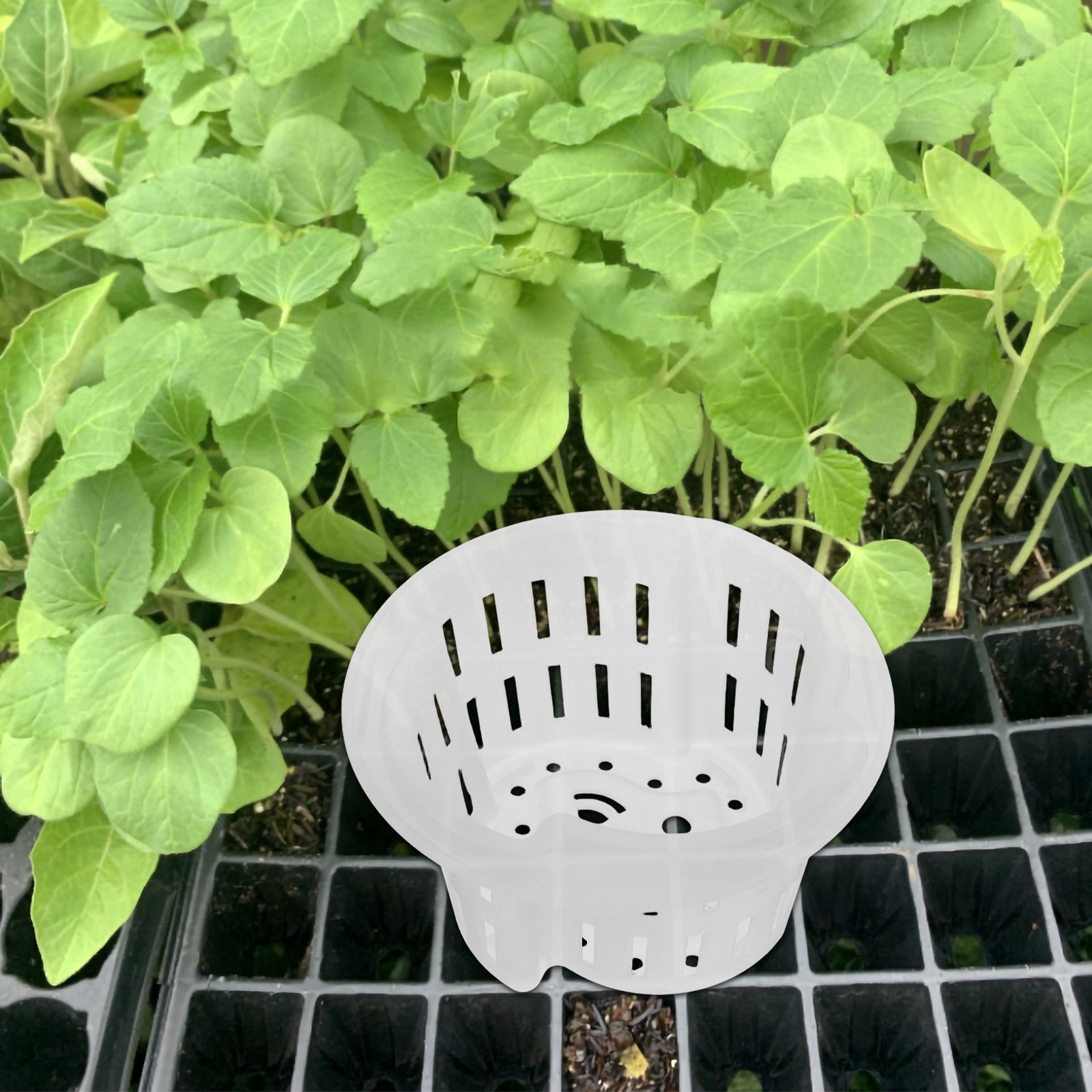 4 pots de culture hydroponique - Plant Pot avis et prix