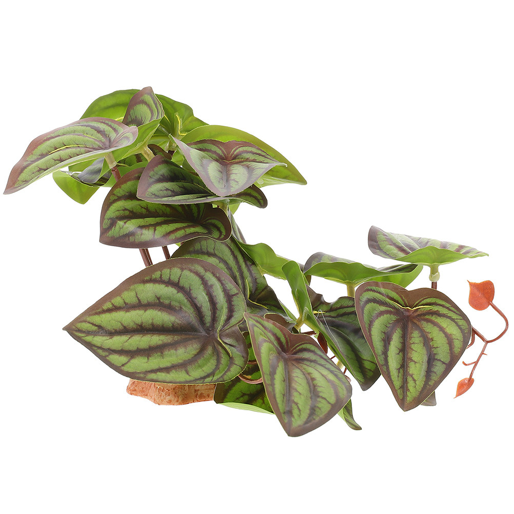 Plantes de terrarium artificie - Snake Plant avis et prix