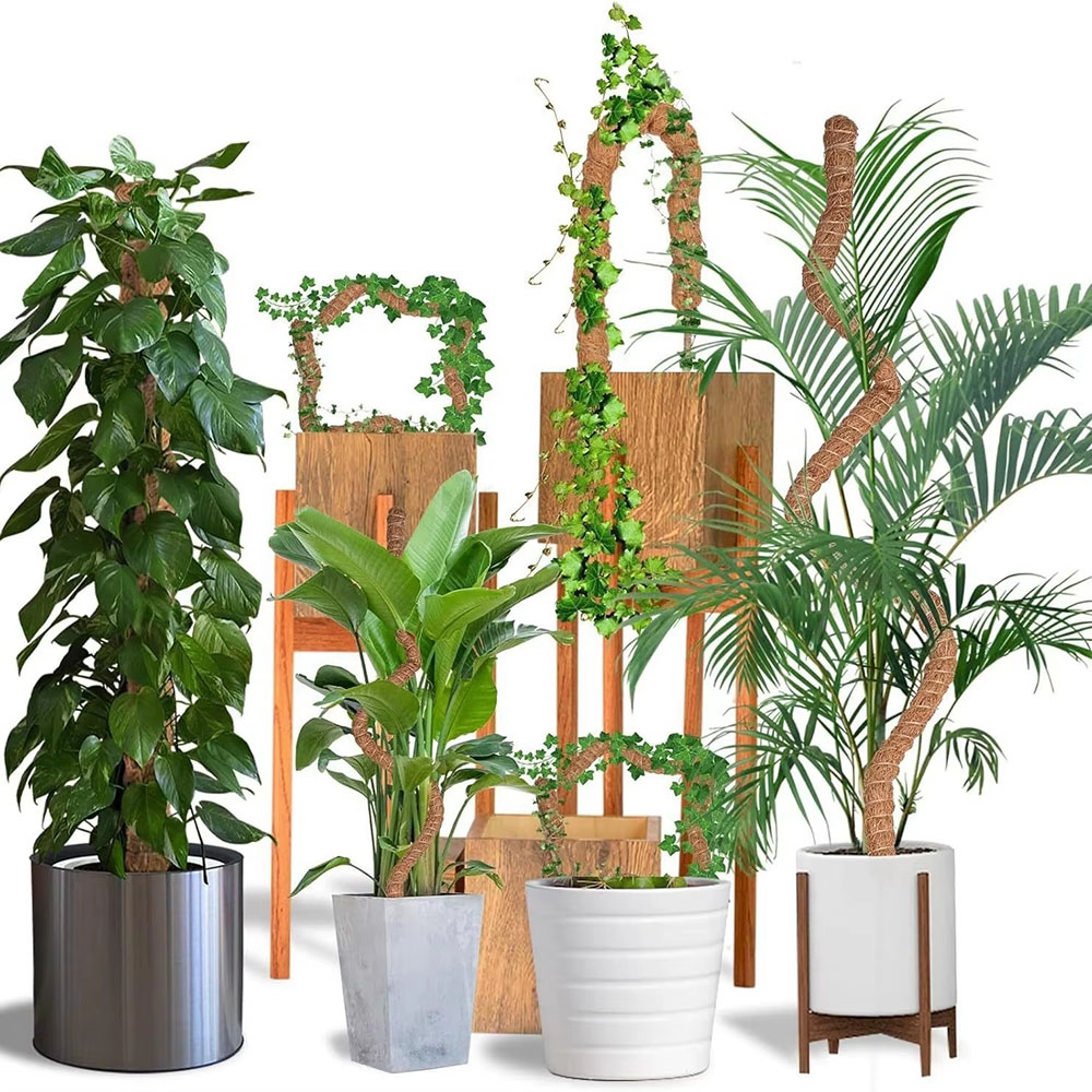 Bâton de support pour plantes  - Pothos avis et prix