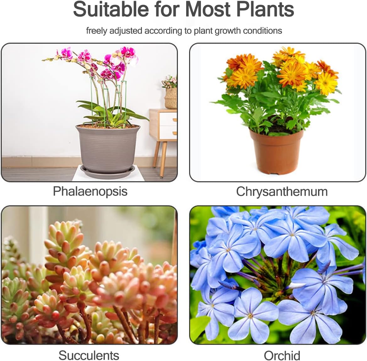 5/10 piquets de support pour p - Succulent Set avis et prix
