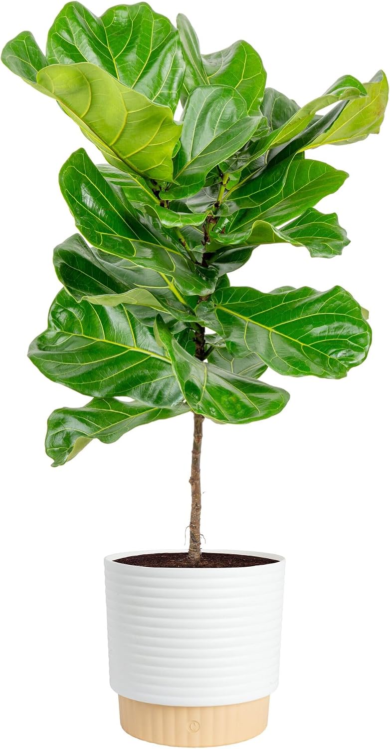 Figuier à feuilles de violon,  - Fiddle Leaf Fig avis et prix
