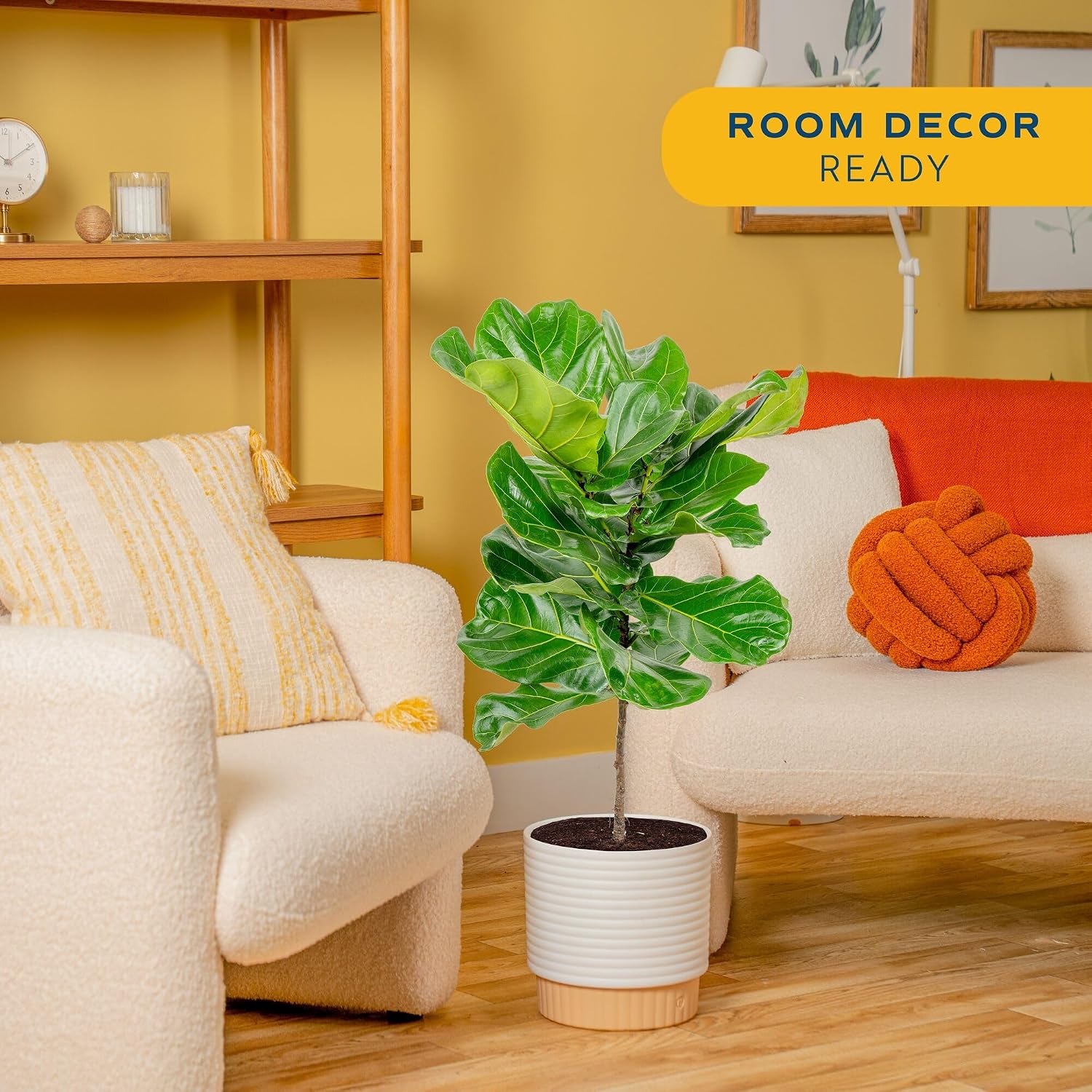 Figuier à feuilles de violon,  - Fiddle Leaf Fig avis et prix